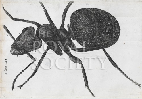 hooke_micrographia_1665_schem xxxii image hooke_micrographia_1665_schem xxxii