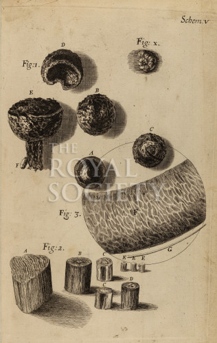 hooke_r_micrographia_096 image hooke_r_micrographia_096