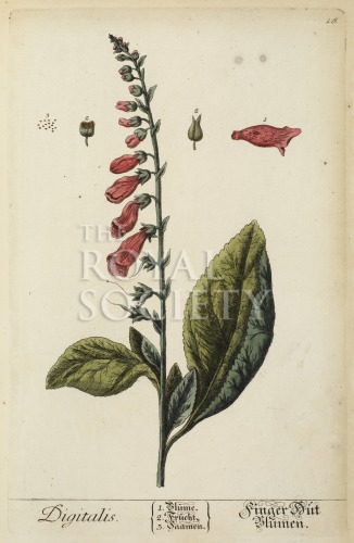 blackwell, e_herbarium blackwellianium_1750_p16 image blackwell, e_herbarium blackwellianium_1750_p16