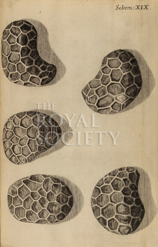 hooke_r_micrographia_234 image hooke_r_micrographia_234