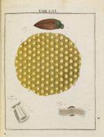 RS.18173 image RS.18173