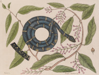 RS.18798 image RS.18798