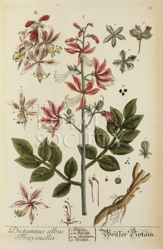blackwell, e_herbarium blackwellianium_1750_p75 image blackwell, e_herbarium blackwellianium_1750_p75
