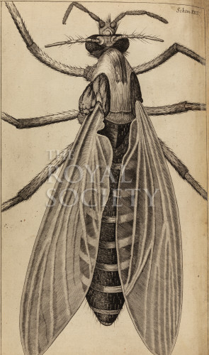 hooke_r_micrographia_295 image hooke_r_micrographia_295