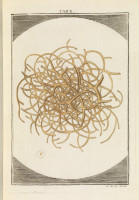 RS.11806 image RS.11806