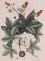 RS.18809 image RS.18809