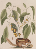 RS.18819 image RS.18819