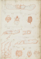 RS.16246 image RS.16246