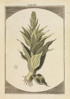 RS.18116 image RS.18116