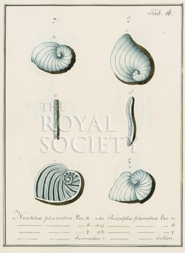Forams_p20 image Forams_p20