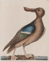 RS.18631 image RS.18631