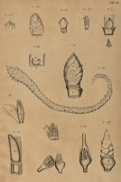 RS.21353 image RS.21353