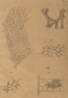 RS.21364 image RS.21364