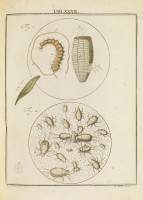 RS.18135 image RS.18135