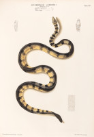 RS.20871 image RS.20871