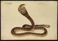 RS.8442 image RS.8442