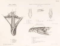image RS.20881