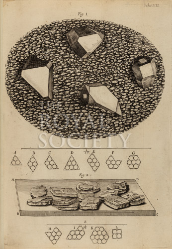 hooke_r_micrographia_138 image hooke_r_micrographia_138