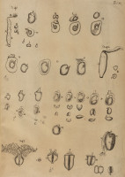 RS.21384 image RS.21384