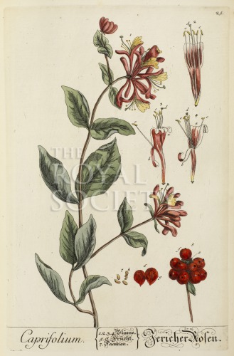 blackwell, e_herbarium blackwellianium_1750_p25 image blackwell, e_herbarium blackwellianium_1750_p25