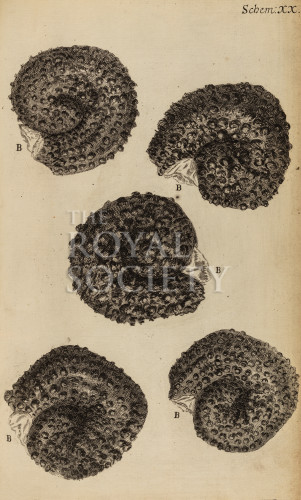 hooke_r_micrographia_238 image hooke_r_micrographia_238