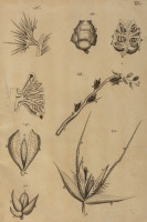 RS.21394 image RS.21394