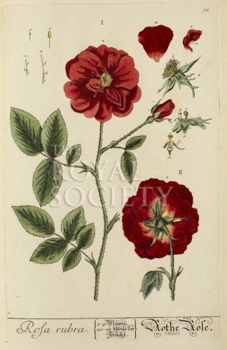 blackwell, e_herbarium blackwellianium_1750_p78 image blackwell, e_herbarium blackwellianium_1750_p78