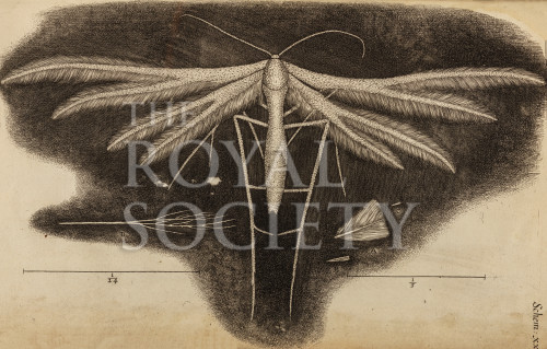hooke_r_micrographia_298 image hooke_r_micrographia_298
