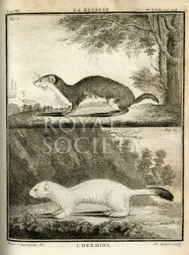 Royal Society Picture Library La Belette Et L Hermine Weasel And Stoat La Belette Et L Hermine Weasel And Stoat