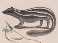 RS.18806 image RS.18806