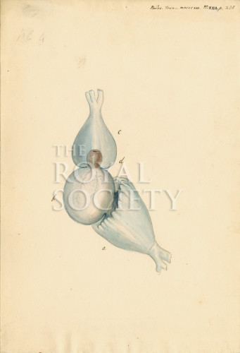 PT_73_4_19 image PT_73_4_19