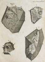 RS.18931 image RS.18931