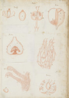 RS.16247 image RS.16247