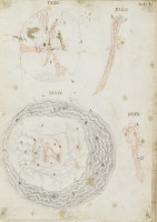 RS.16257 image RS.16257