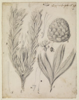 RS.16425 image RS.16425