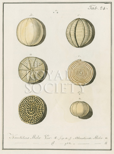 Forams_p28 image Forams_p28