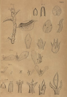 RS.21354 image RS.21354