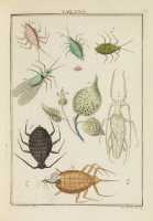 RS.18127 image RS.18127