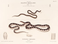 RS.20861 image RS.20861