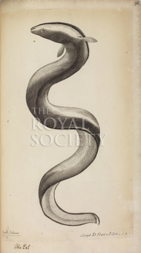 willughby, f_historia piscium_1686_eel_tabg5 image willughby, f_historia piscium_1686_eel_tabg5