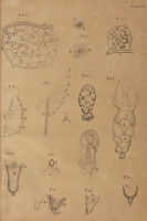 RS.21365 image RS.21365