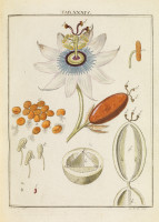 RS.18136 image RS.18136