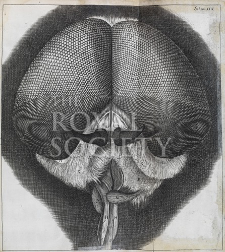 hooke_micrographia_1665_schem xxiv image hooke_micrographia_1665_schem xxiv