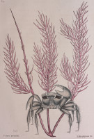 RS.18781 image RS.18781