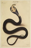 RS.8443 image RS.8443