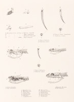 RS.20882 image RS.20882