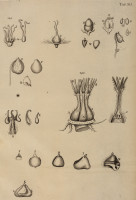 RS.21386 image RS.21386