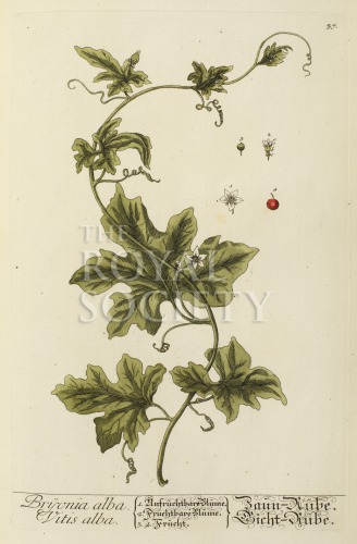 blackwell, e_herbarium blackwellianium_1750_p37 image blackwell, e_herbarium blackwellianium_1750_p37