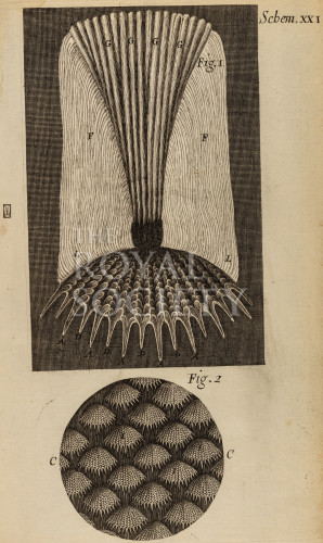 hooke_r_micrographia_246 image hooke_r_micrographia_246