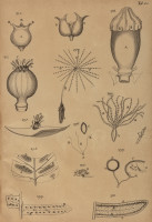 RS.21395 image RS.21395